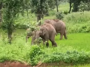दंतैल हाथी ने किया हमला; एक युवक की मौत, दूसरे की हालत गंभीर