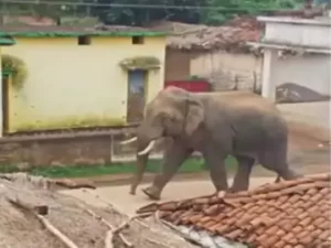 छत्तीसगढ़ में हाथी का आतंक, हाथी ने किसान को बेरहमी से कुचला