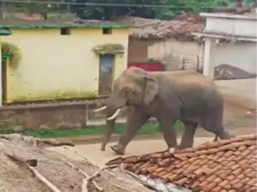 छत्तीसगढ़ में हाथी का आतंक, हाथी ने किसान को बेरहमी से कुचला