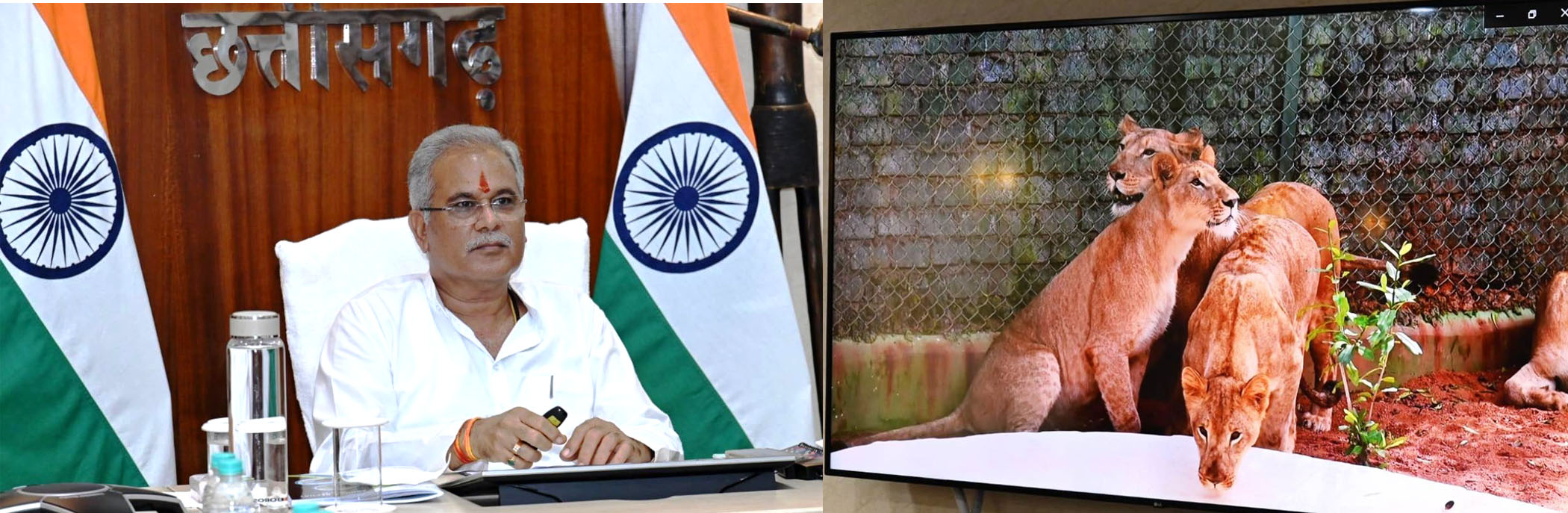 : ​​​​​​​जंगल सफारी के तीन शावकों का नाम अरपा, पैरी और शबरी