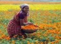 Marigold Farming: किसानों के लिए खुशखबरी, इस खेती पर किसानों को मिल रही 50 फीसदी तक की सब्सिडी, आज ही करें आवदेन
