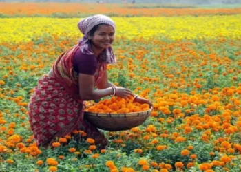 Marigold Farming: किसानों के लिए खुशखबरी, इस खेती पर किसानों को मिल रही 50 फीसदी तक की सब्सिडी, आज ही करें आवदेन