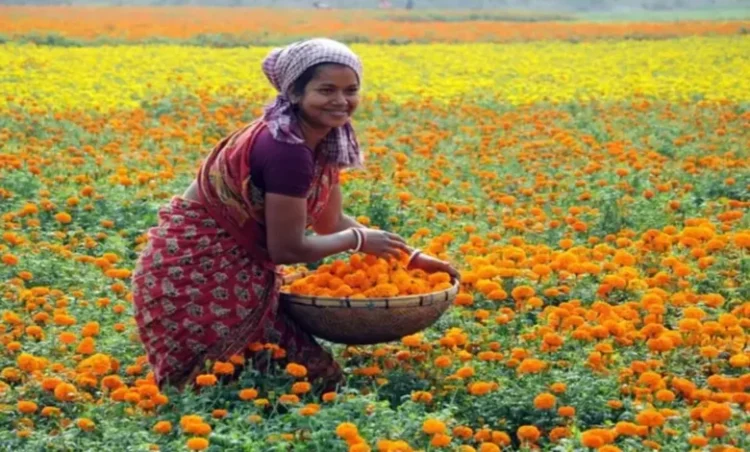 Marigold Farming: किसानों के लिए खुशखबरी, इस खेती पर किसानों को मिल रही 50 फीसदी तक की सब्सिडी, आज ही करें आवदेन