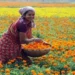 Marigold Farming: किसानों के लिए खुशखबरी, इस खेती पर किसानों को मिल रही 50 फीसदी तक की सब्सिडी, आज ही करें आवदेन