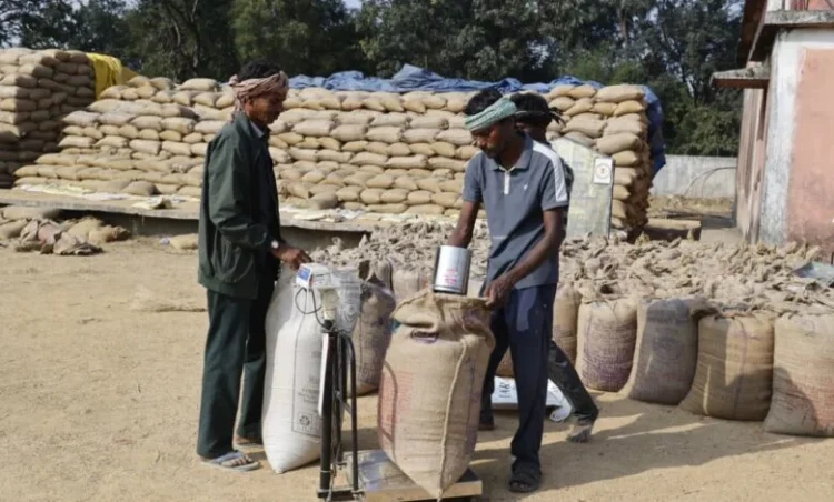 Raigarh News: रायगढ़ जिले में धान खरीदी कार्य प्रगति पर, 5.24 लाख क्विंटल से अधिक धान की हो चुकी खरीदी