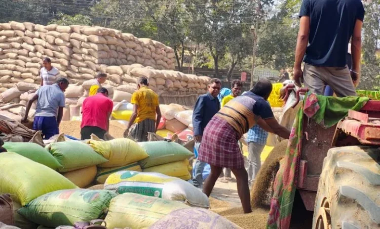 Raigarh News: रिकॉर्ड धान खरीदी: जिले में अब तक 8,89,778.80 क्विंटल धान की खरीदी, 18,176.75 लाख से अधिक का सीधा भुगतान