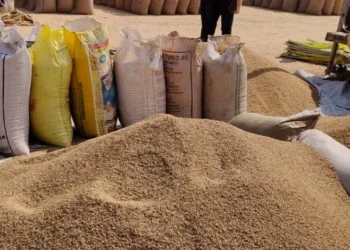 Raigarh News: रायगढ़ में अब तक 18 लाख 33 हजार क्विंटल से अधिक धान की खरीदी