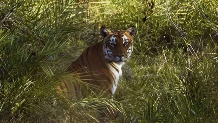 शिकारियों के जाल का शिकार हुआ 7 वर्षीय बाघ, जंगल में मिला मृत