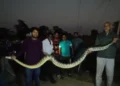 Chhatisgarh news: धमतरी जिले में एक खेत में 10 फीट लंबा अजगर मिला रेस्क्यू टीम ने पकड़ा।