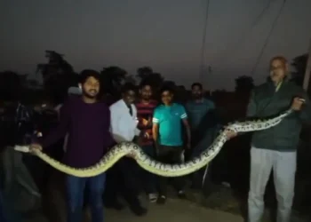 Chhatisgarh news: धमतरी जिले में एक खेत में 10 फीट लंबा अजगर मिला रेस्क्यू टीम ने पकड़ा।