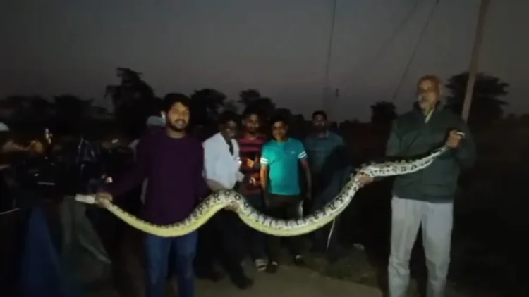 Chhatisgarh news: धमतरी जिले में एक खेत में 10 फीट लंबा अजगर मिला रेस्क्यू टीम ने पकड़ा।