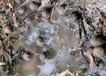 West Bengal election: पश्चिम बंगाल चुनाव से पहले बहुत बड़ी खबर, दक्षिण 24 परगना ज़िले में मिले 80 ज़िंदा देसी बम, चुनाव में हिंसा फैलाने की थी साजिश