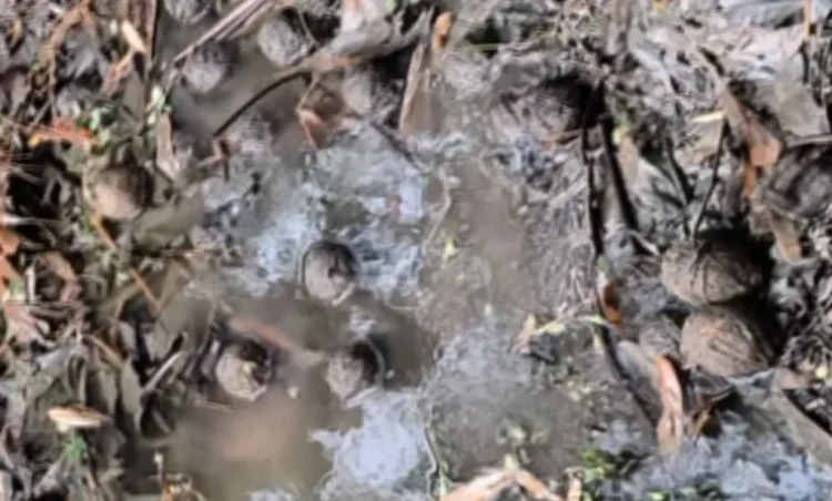 West Bengal election: पश्चिम बंगाल चुनाव से पहले बहुत बड़ी खबर, दक्षिण 24 परगना ज़िले में मिले 80 ज़िंदा देसी बम, चुनाव में हिंसा फैलाने की थी साजिश