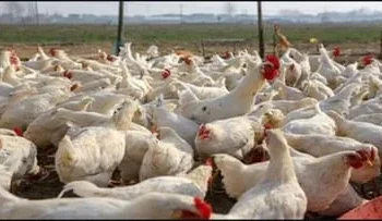 Bilaspur News: बिलासपुर में बर्ड फ्लू का कहर, सड़क किनारे फेंकी गई मरी हुई मुर्गियां, इलाके में मचा हड़कंप