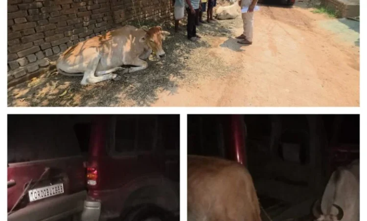 Raigarh News : “ऑपरेशन शंखनाद” में भूपदेवपुर पुलिस की बड़ी सफलता — गौवंश तस्करी की कोशिश नाकाम, तस्कर स्कार्पियो वाहन छोड़ फरार