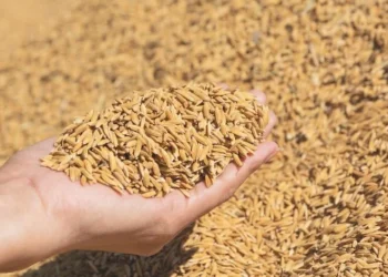 Cg News: किसानों को बड़ा झटका: धान की सभी किस्मों के दाम में 150 रुपये की बढ़ोतरी, नई दरें लागू; देखें पूरी लिस्ट यहां।