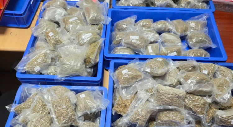 Drugs News: IGI एयरपोर्ट पर कस्टम्स की बड़ी कार्रवाई, ₹5.56 करोड़ का गांजा के साथ दो भारतीय गिरफ्तार