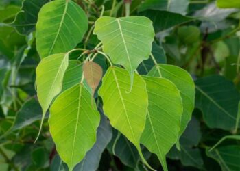 Pitru Dosh Mukti Upay: शनिवार को करें ये 4 उपाय, पितृ दोष से मिलेगी मुक्ति