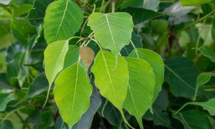 Pitru Dosh Mukti Upay: शनिवार को करें ये 4 उपाय, पितृ दोष से मिलेगी मुक्ति