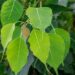 Pitru Dosh Mukti Upay: शनिवार को करें ये 4 उपाय, पितृ दोष से मिलेगी मुक्ति