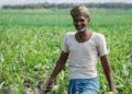 Chhattisgarh news: छत्तीसगढ़ के किसानों के लिए जरूरी खबर, 31 जुलाई तक कराएं फसल बीमा, धान समेत 7 फसलों पर योजना लागू