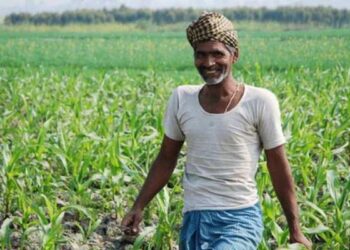 Chhattisgarh news: छत्तीसगढ़ के किसानों के लिए जरूरी खबर, 31 जुलाई तक कराएं फसल बीमा, धान समेत 7 फसलों पर योजना लागू