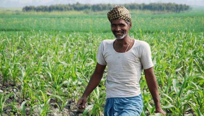 Chhattisgarh news: छत्तीसगढ़ के किसानों के लिए जरूरी खबर, 31 जुलाई तक कराएं फसल बीमा, धान समेत 7 फसलों पर योजना लागू