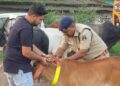 Raigarh News : सड़क सुरक्षा को लेकर रायगढ़ यातायात पुलिस की पहल : हाईवे पर ट्रैफिक पुलिस ने मवेशियों के गले में लगाए रेडियम बैंड