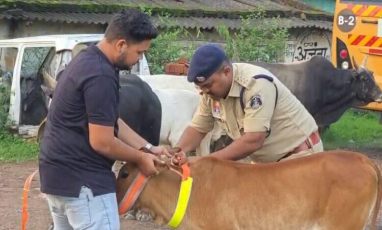 Raigarh News : सड़क सुरक्षा को लेकर रायगढ़ यातायात पुलिस की पहल : हाईवे पर ट्रैफिक पुलिस ने मवेशियों के गले में लगाए रेडियम बैंड