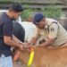 Raigarh News : सड़क सुरक्षा को लेकर रायगढ़ यातायात पुलिस की पहल : हाईवे पर ट्रैफिक पुलिस ने मवेशियों के गले में लगाए रेडियम बैंड