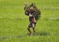 PM Fasal Bima Yojana 2026: प्रधानमंत्री फसल बीमा योजना: लेकिन आवदेन के लिए सिर्फ दो दिन का समय, तुरंत करें ये काम