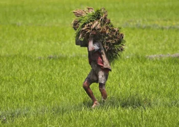 PM Fasal Bima Yojana 2026: प्रधानमंत्री फसल बीमा योजना: लेकिन आवदेन के लिए सिर्फ दो दिन का समय, तुरंत करें ये काम