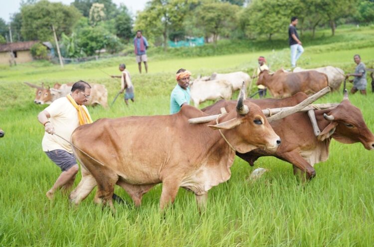 *अपनी माटी और खेती-किसानी से मुख्यमंत्री श्री विष्णु देव साय का आत्मीय जुड़ाव*