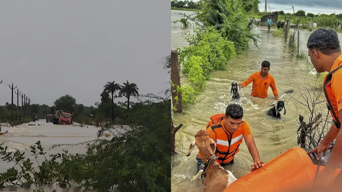 राजस्थान में भारी बारिश से तबाही, बारां में भैंसें बहीं, टोंक में घरों में पानी भरा, SDRF ने बकरियों को बचाया